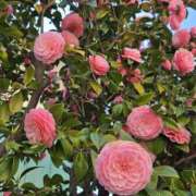 ヒメ日記 2026/03/27 11:35 投稿 よう 逢って30秒で即尺