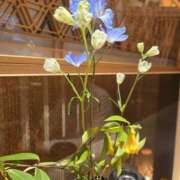 ヒメ日記 2026/04/11 17:47 投稿 よう 逢って30秒で即尺