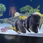 ヒメ日記 2025/09/30 20:20 投稿 リナ いたずらバニーちゃん