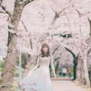 ヒメ日記 2025/04/08 08:57 投稿 NANOKA【なのか】 ViVi-ヴィヴィ-(金津園)