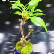 ヒメ日記 2025/03/31 11:58 投稿 まり 京都回春性感マッサージ倶楽部