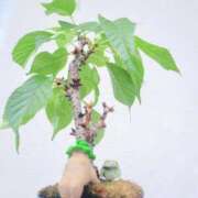 ヒメ日記 2025/07/22 12:10 投稿 まり 京都回春性感マッサージ倶楽部