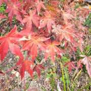 ヒメ日記 2025/11/19 16:28 投稿 まり 京都回春性感マッサージ倶楽部