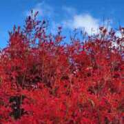 ヒメ日記 2025/11/23 12:19 投稿 まり 京都回春性感マッサージ倶楽部