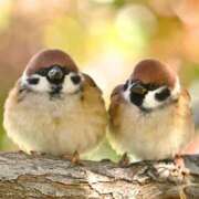 ヒメ日記 2025/11/24 15:25 投稿 まり 京都回春性感マッサージ倶楽部