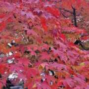 ヒメ日記 2025/12/07 15:18 投稿 まり 京都回春性感マッサージ倶楽部