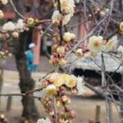 ヒメ日記 2026/01/28 12:58 投稿 まり 京都回春性感マッサージ倶楽部