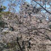 ヒメ日記 2026/03/31 13:38 投稿 まり 京都回春性感マッサージ倶楽部