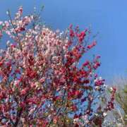 みつき しゅっきん！ buzz-B