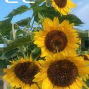 ヒメ日記 2025/08/20 20:53 投稿 紗希 女々艶 大和店