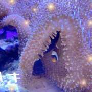 ヒメ日記 2025/08/30 17:03 投稿 紗希 女々艶 大和店