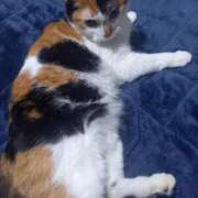 ヒメ日記 2025/03/08 12:29 投稿 篠原 MadameRest(マダムレスト)