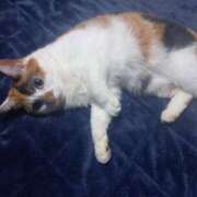 ヒメ日記 2025/04/08 03:54 投稿 篠原 MadameRest(マダムレスト)