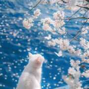 ヒメ日記 2025/04/12 15:57 投稿 篠原 MadameRest(マダムレスト)