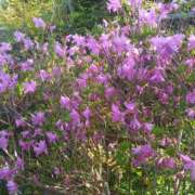 ヒメ日記 2025/04/21 15:53 投稿 篠原 MadameRest(マダムレスト)