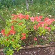 ヒメ日記 2025/04/27 17:25 投稿 篠原 MadameRest(マダムレスト)