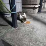 ヒメ日記 2025/06/09 03:24 投稿 篠原 MadameRest(マダムレスト)