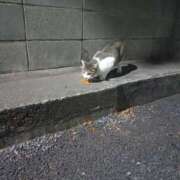 ヒメ日記 2025/06/29 02:44 投稿 篠原 MadameRest(マダムレスト)