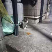 ヒメ日記 2025/06/30 03:26 投稿 篠原 MadameRest(マダムレスト)