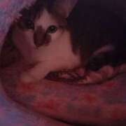 ヒメ日記 2025/07/01 07:16 投稿 篠原 MadameRest(マダムレスト)