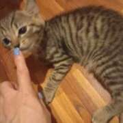 ヒメ日記 2025/07/05 03:10 投稿 篠原 MadameRest(マダムレスト)