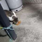 ヒメ日記 2025/07/05 03:19 投稿 篠原 MadameRest(マダムレスト)