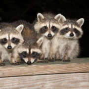 ヒメ日記 2025/07/21 05:12 投稿 篠原 MadameRest(マダムレスト)