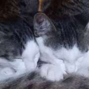 ヒメ日記 2025/08/20 02:16 投稿 篠原 MadameRest(マダムレスト)