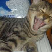 ヒメ日記 2025/09/03 18:06 投稿 篠原 MadameRest(マダムレスト)