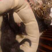 ヒメ日記 2025/10/08 06:58 投稿 篠原 MadameRest(マダムレスト)