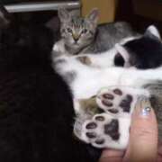 ヒメ日記 2025/10/17 04:37 投稿 篠原 MadameRest(マダムレスト)