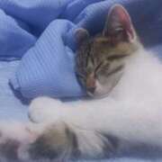 ヒメ日記 2025/11/01 07:31 投稿 篠原 MadameRest(マダムレスト)