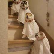 ヒメ日記 2025/11/04 07:04 投稿 篠原 MadameRest(マダムレスト)