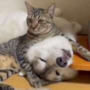 ヒメ日記 2025/11/04 18:38 投稿 篠原 MadameRest(マダムレスト)