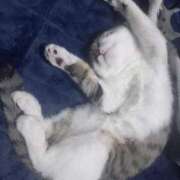 ヒメ日記 2025/11/20 06:52 投稿 篠原 MadameRest(マダムレスト)