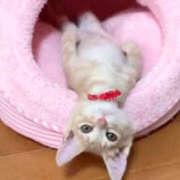 ヒメ日記 2025/12/16 14:41 投稿 篠原 MadameRest(マダムレスト)