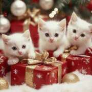 ヒメ日記 2025/12/19 16:53 投稿 篠原 MadameRest(マダムレスト)