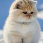 ヒメ日記 2025/12/29 15:30 投稿 篠原 MadameRest(マダムレスト)