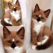 ヒメ日記 2025/12/29 17:35 投稿 篠原 MadameRest(マダムレスト)