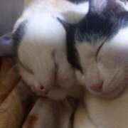 ヒメ日記 2026/01/19 06:49 投稿 篠原 MadameRest(マダムレスト)