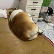 ヒメ日記 2026/01/30 06:50 投稿 篠原 MadameRest(マダムレスト)