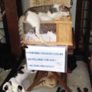 ヒメ日記 2026/02/08 13:17 投稿 篠原 MadameRest(マダムレスト)