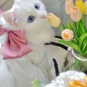 ヒメ日記 2026/03/09 12:44 投稿 篠原 MadameRest(マダムレスト)