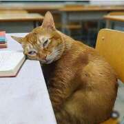 ヒメ日記 2026/03/11 15:05 投稿 篠原 MadameRest(マダムレスト)