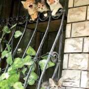 ヒメ日記 2026/03/12 16:23 投稿 篠原 MadameRest(マダムレスト)