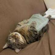 ヒメ日記 2026/03/26 17:13 投稿 篠原 MadameRest(マダムレスト)