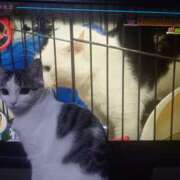 ヒメ日記 2026/04/02 00:31 投稿 篠原 MadameRest(マダムレスト)