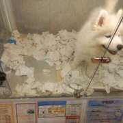 ヒメ日記 2026/04/02 19:44 投稿 篠原 MadameRest(マダムレスト)