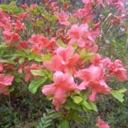 ヒメ日記 2026/04/28 14:27 投稿 篠原 MadameRest(マダムレスト)