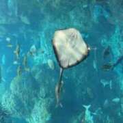 ヒメ日記 2025/06/18 22:02 投稿 ララ ナンバーゼロハチイチ